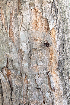 Bark of Elm. trunk of tree ,Seamless Tileable background Texture