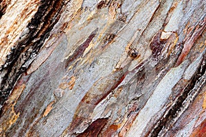 Bark eucalyptus