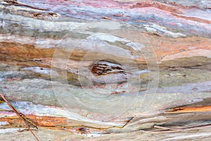bark of eucalyptus background