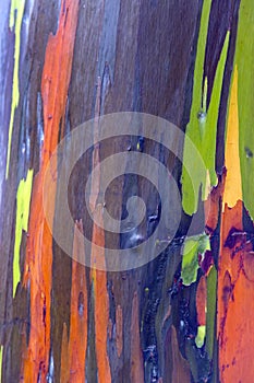 Bark of a Eucalyptus Rainbow Gum Tree