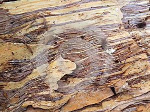 The bark of Eucalyptus disintegration.