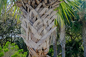 Bark on a Florida Palm tree