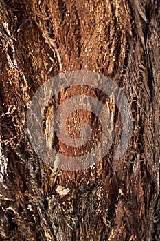 Bark of Forman Eucalyptus, tree of Western Australia