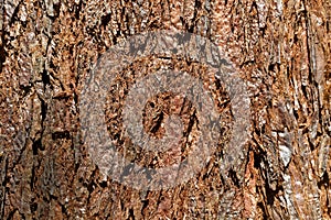 Bark of a giant sequoia, Sequoiadendron giganteum