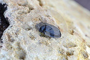 Bark-gnawing beetle on mushroom in wood