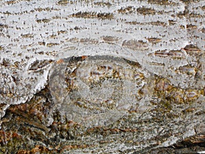 Bark and gorizontal cracks