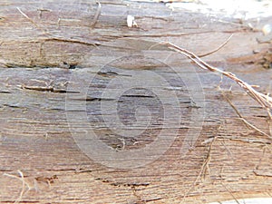 The bark of the grape for the background image