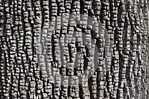 Bark of Ash Tree photo