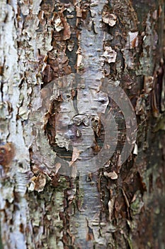 Bark of the Gumbo Limbo tree photo