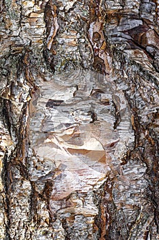 Bark of Heritage River Birch