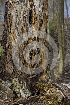 Bark of an impressive old tree