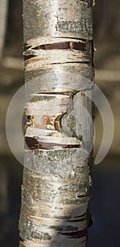 Bark of an impressive old tree