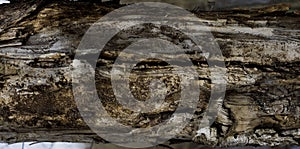 Bark of an impressive old tree