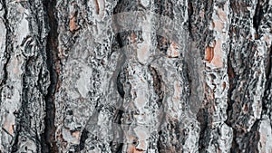 The bark of Italian pine trunk, clouse up wooden background