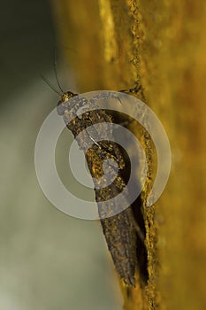 Bark mantis, Humbertiella indica. Aarey colony, Mumbai, Maharashtra