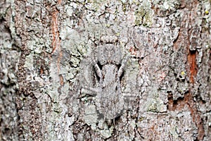 Bark mantis on tree bark