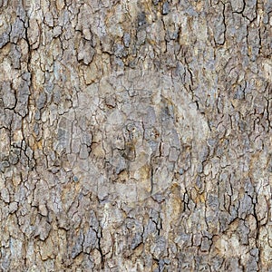 Maple Bark. Seamless Texture. photo