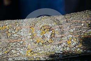 The bark of maple tree close up as a background