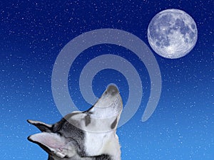 Bark at the Moon