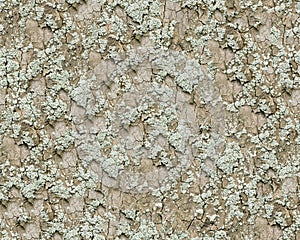 Bark and moss seamless background.