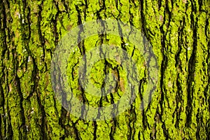 Bark and moss, wooden texture backround, brown and green tree bark baground