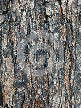 Bark of a Neem tree