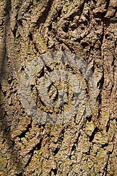 Bark of Oak tree