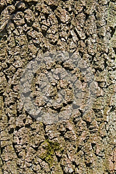 Bark of Oak tree