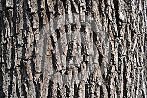 Bark of oak tree