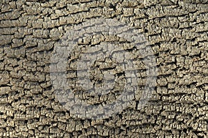 Bark of an old ash tree as background