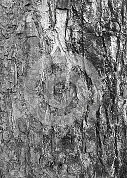 The bark of old big tree texture in black and white