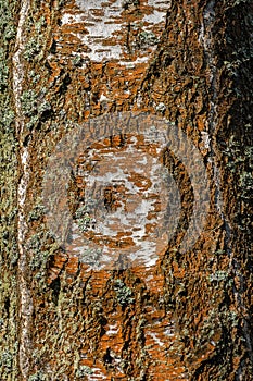 Bark of old birch trees