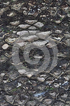 The Bark of an old Bunya Pine Tree