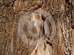 Bark of an old elm