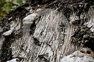 The bark of an old fallen birch covered