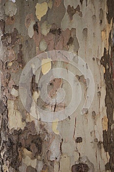 The bark of the old maple tree