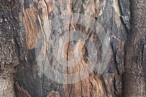 Bark of old oak. Image