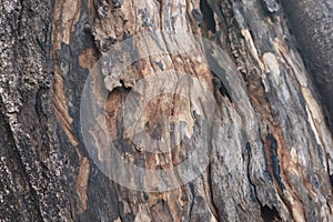 Bark of old oak. Image