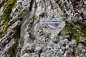 Bark of an old oak tree with the German sign `Naturdenkmal`