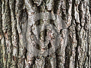 Bark of old oak tree
