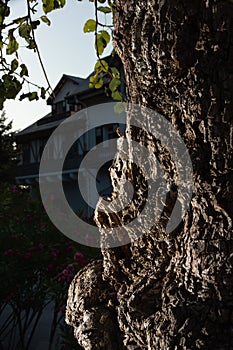 The bark of an old oak tree. Old tree in the manor