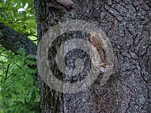 the bark of an old oak tree in summer