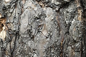 Dark pine tree bark detail