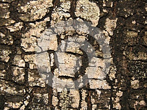 Bark of an old tree photo
