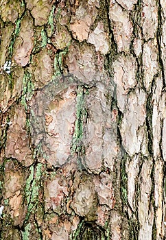 Bark of old pine tree close-up