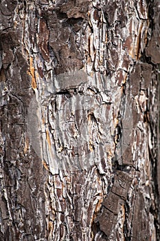 Bark of an old pine tree close-up on a sunny day