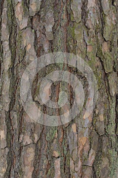 The bark of old pine trees photo