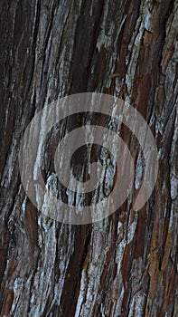 Bark of an old tree with abstract textures