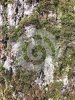 Bark of an old tree that is already covered with fungi, moss and mold.