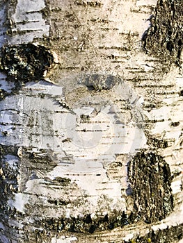 Bark of an old tree that is already covered with fungi, moss and mold.